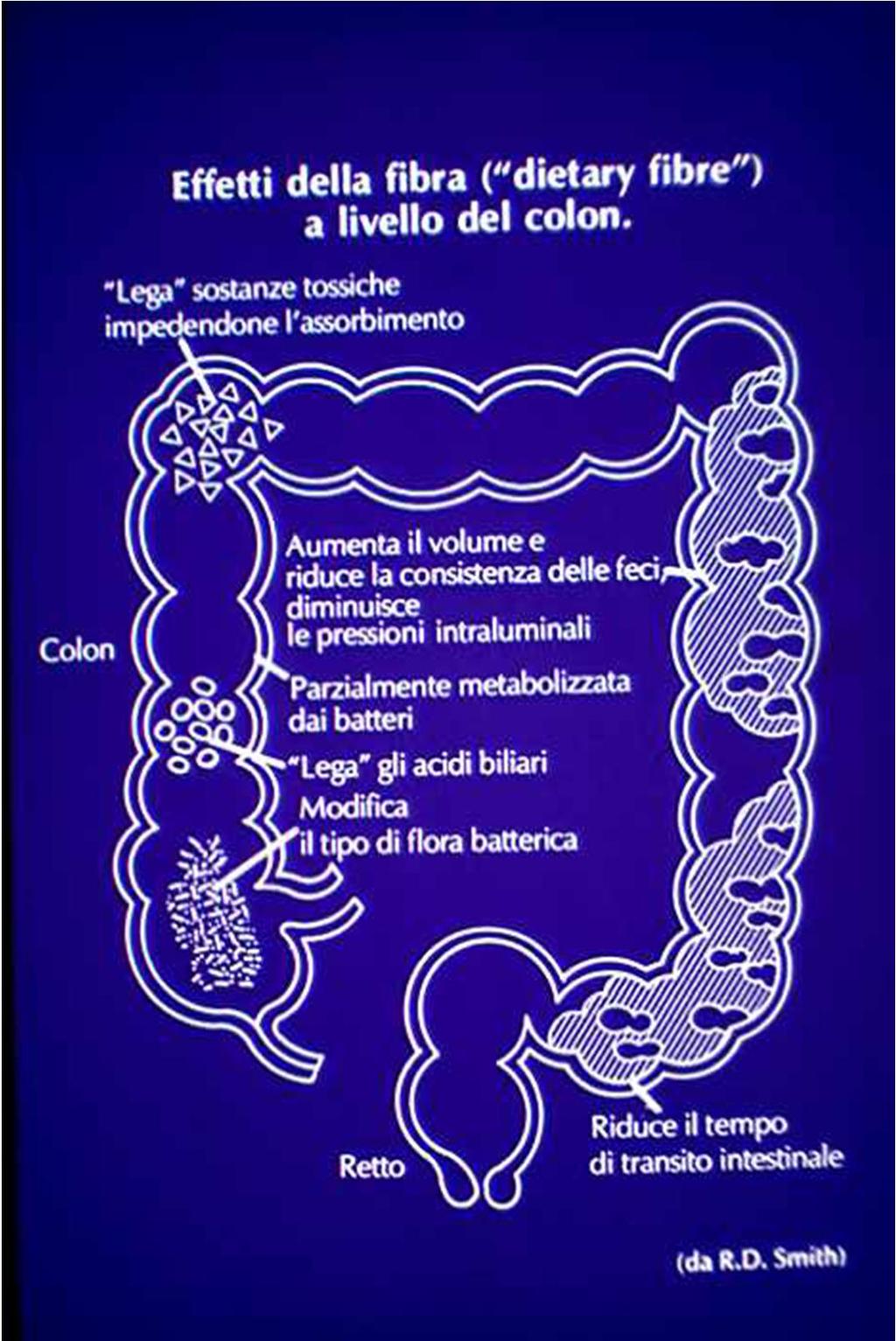 Le fibre svolgono, inoltre, delle funzioni molto importanti a livello del colon: 1. modificano il tipo di flora batterica intestinale; 2. legano gli acidi biliari; 3.