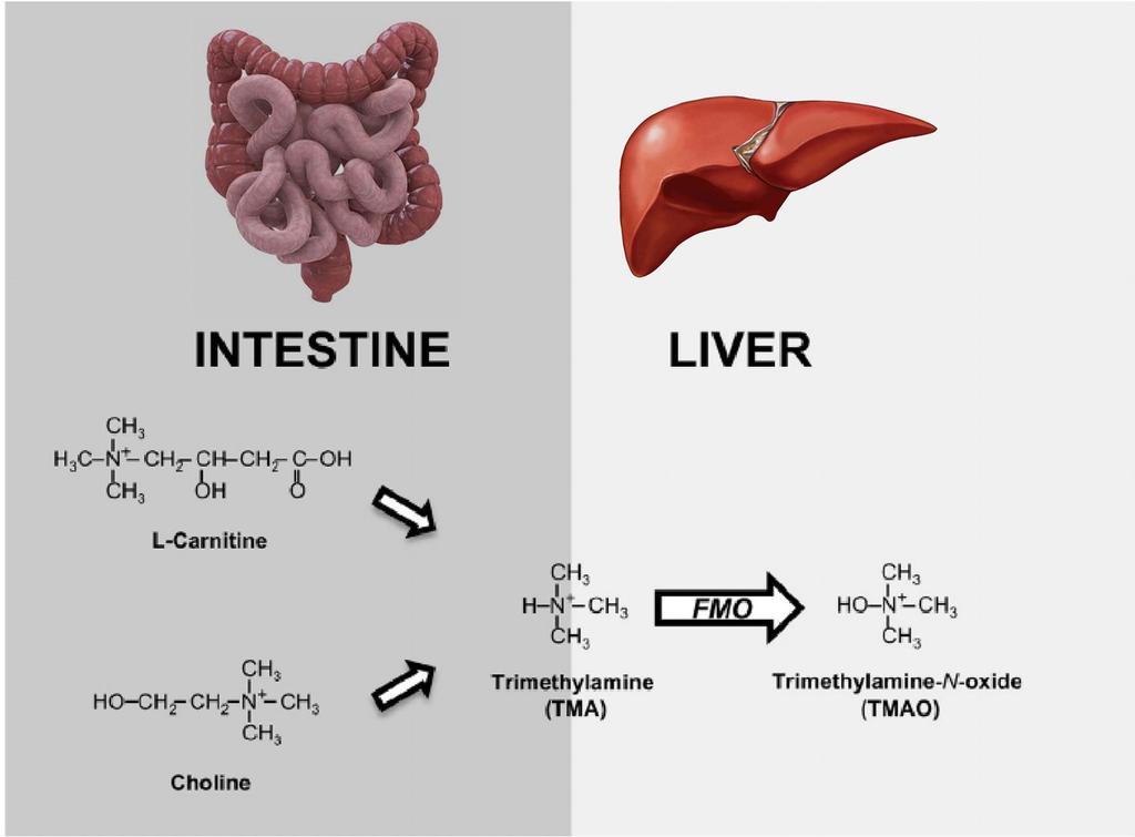 INTESTINO