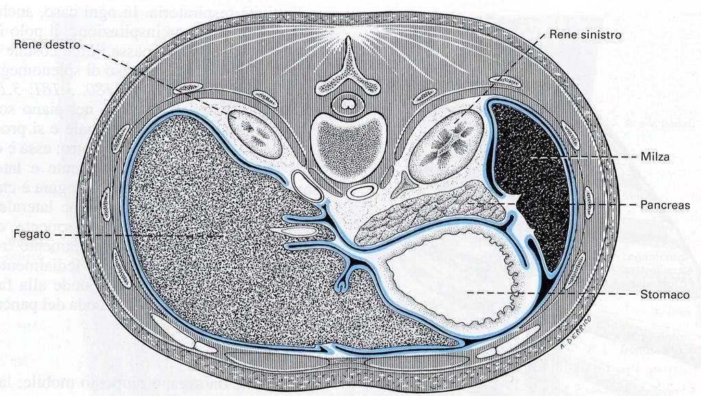 MEZZI DI FISSITA Completamente rivestito da peritoneo da cui: legamenti gastro-lienali fondo - ilo