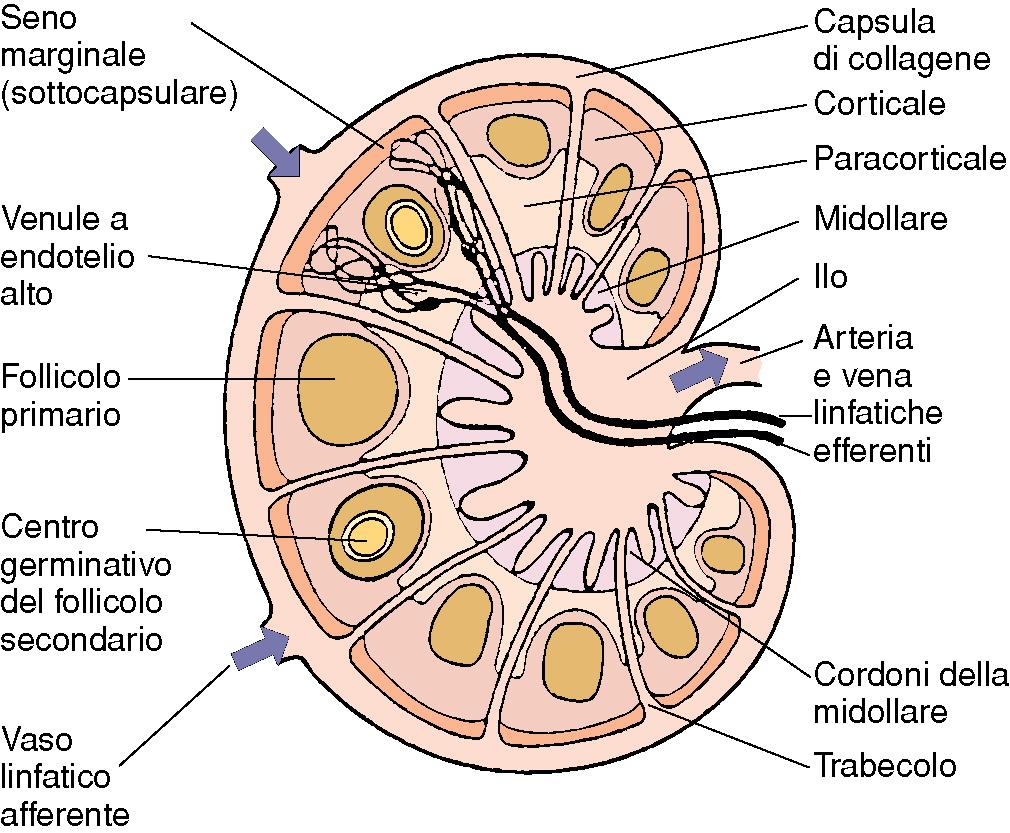 28 STRUTTURA - CASPULA - STROMA RETICOLARE -