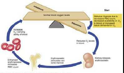 REGOLAZIONE DELL Epo Aumentata capacità di trasportare O2 nel sangue Livello normale di O2 nel sangue Livello ridotto di O2 nel sangue Ipossia dovuta a numero diminuito di eritrociti,