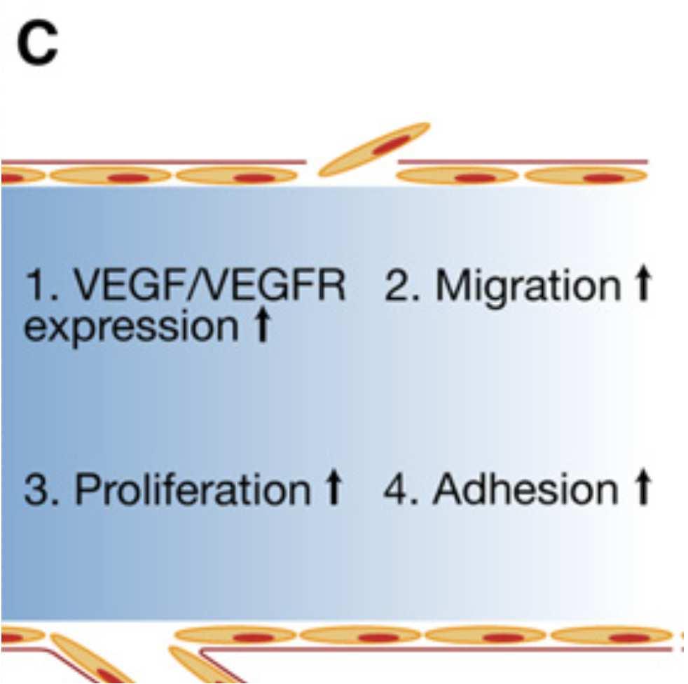 Vascular Responses to HIF: Endothelial Cells (Ecs) HIF1a stabilization in ECs increases (1) VEGF expression, (2)