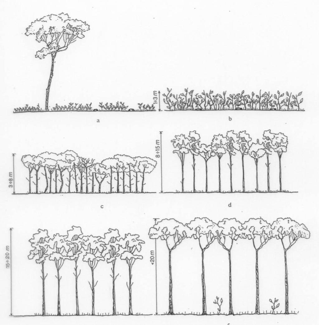 Le dimensioni degli alberi aumentano, le chiome rimangono a