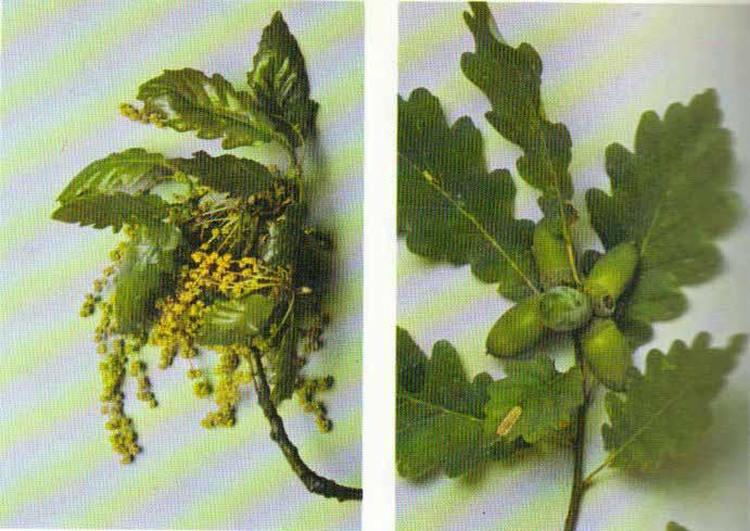 QUERCUS PETRAEA (ROVERE) Molto simile alla Farnia con cui si ibrida spesso. Predilige suoli poveri, leggeri, acidi.