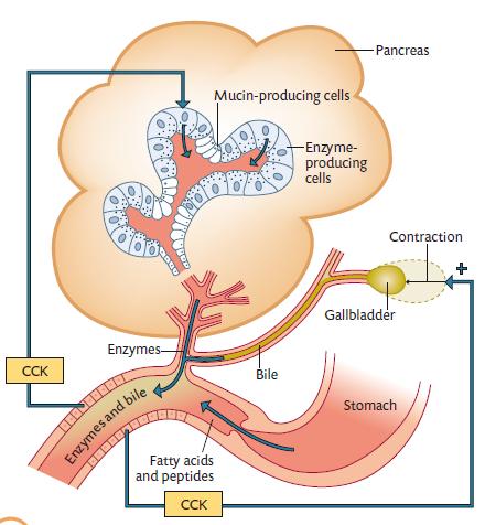 Controllo neuro/endocrino della secrezione epatica Il controllo nervoso è esercitato dalla via vagale Ruolo prioritario lo riveste il controllo endocrino svolto a distanza dall intestino.