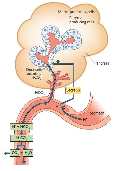 Controllo neuro/endocrino della secrezione epatica La liberazione in circolo di secretina stimola