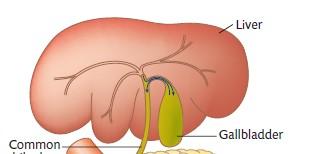 oltre a quelli pancreatici.