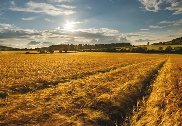 L Azienda Agricola Migliorini. La famiglia Migliorini, dal 1700, fonda le sue radici nel mondo contadino tipico della pianura tra Mantova e Verona.