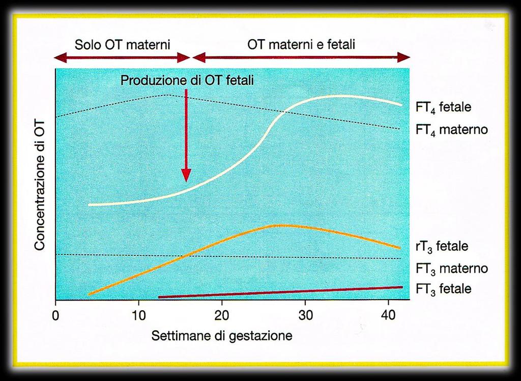 EFFETTO DELLA GRAVIDANZA SULLA TIROIDE CONCENTRAZIONE