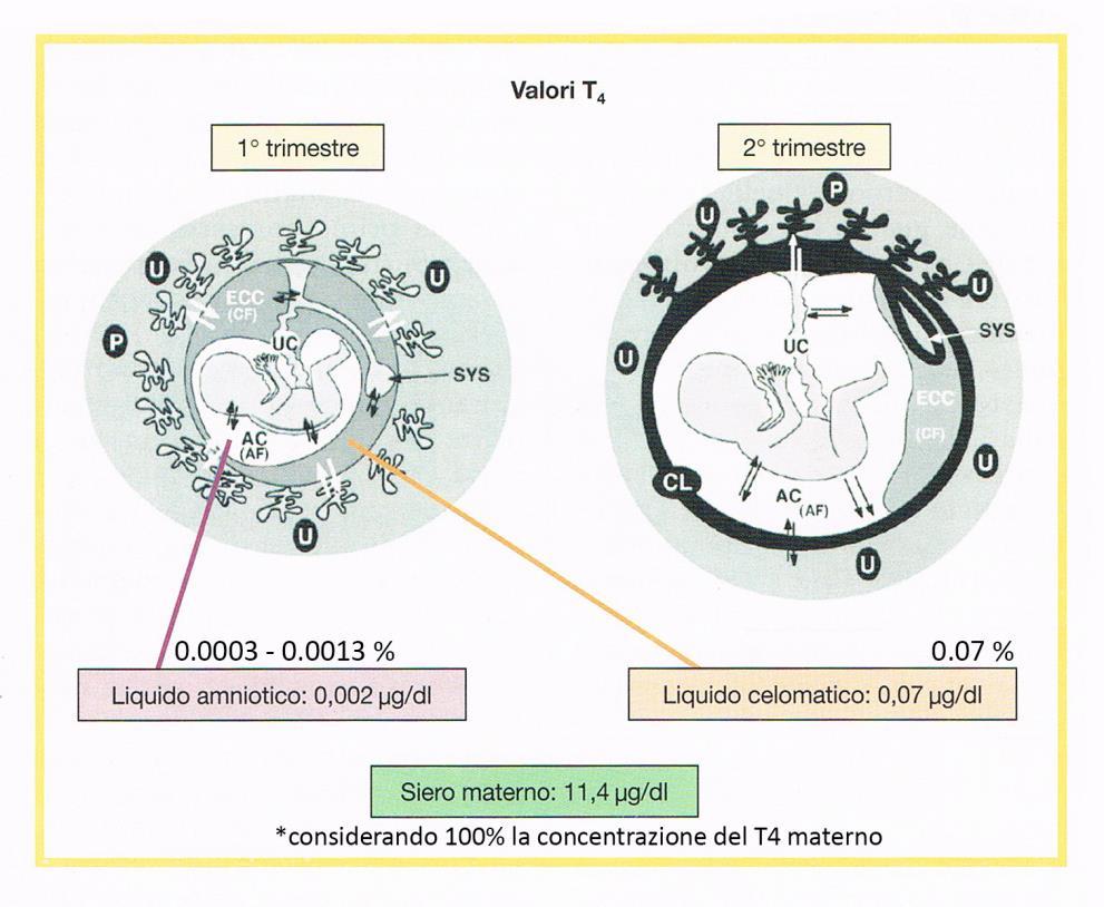 EFFETTO DELLA GRAVIDANZA SULLA TIROIDE CONCENTRAZIONE ORMONALE SIERICA DURANTE LA GRAVIDANZA : FT4 ed
