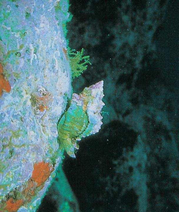Hexaplex trunculus (Linnè, 1758) (Murice) Phylum: Molluschi Classe: Gasteropodi Ordine: Neogasteropodi Famiglia: Muricidi Distribuzione : Mediterraneo, Atlantico orientale (Portogallo).