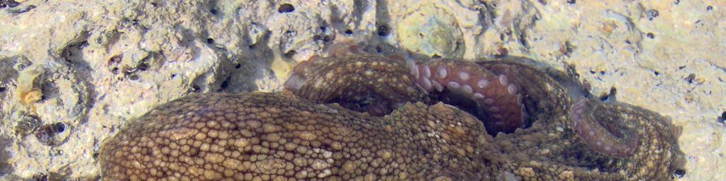 Octopus vulgaris Cuvier, 1797 (Polpo comune) Phylum: Molluschi Classe: Cefalopodi Ordine: Ottopodi Famiglia: Ottopodidi Distribuzione : Mediterraneo ed Oceano Atlantico.