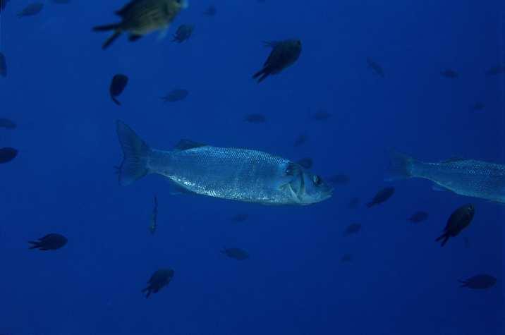 SPIGOLA O BRANZINO* Dicentrarchus labrax (Linnaeus 1758) Ordine: Perciformi Famiglia: Moronidi Genere: Dicentrarchus Caratteristiche Le spigole hanno due pinne dorsali invece di una: la prima formata