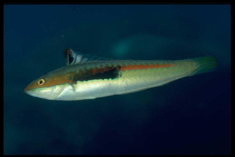 DONZELLA Coris julis (Linnaeus 1758) Ordine: Perciformi Famiglia: Labridi Genere: Coris Caratteristiche Il genere è rappresentato nel Mediterraneo con una sola specie, che è ermafrodita proterogenica.