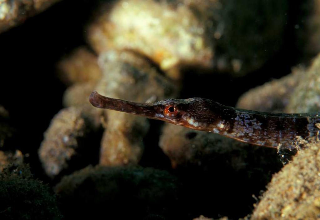 PESCE AGO* Syngnathus acus (Linnaeus 1758) Ordine: Singnatiformi Famiglia: Singnatidi Genere: Syngnathus Caratteristiche Ha corpo allungato rastrematosi verso la coda, coperto da anelli ossei cutanei