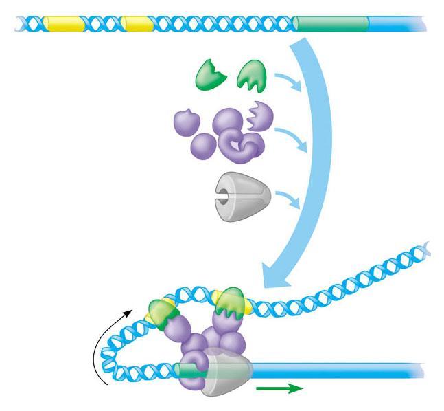 I fattori di trascrizione Alcune proteine di regolazione, chiamate fattori di trascrizione, favoriscono l inizio della trascrizione.