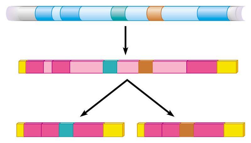 3 splicing alternativo (polipeptidi diversi da uno stesso gene) Completata la trascrizione, i segmenti non codificanti (introni) vengono rimossi grazie al processo di splicing.