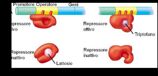 Altri tipi di operone L operone trp è simile all operone del lattosio (operone lac) ma funziona in modo un