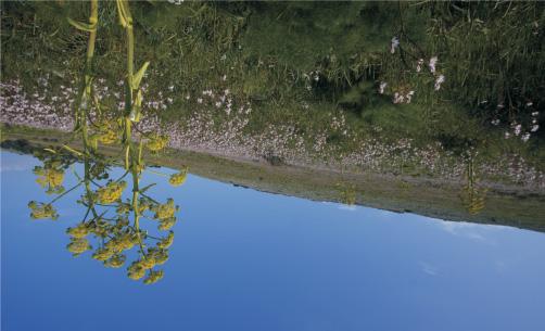 Il Sentiero del bosco L escursione, in località Bosco di Acquatetta, inizia con l appuntamento alle ore 8:30 presso il Roxy Bar, lungo la SP 230, in prossimità del Comune di Poggiorsini, all altezza