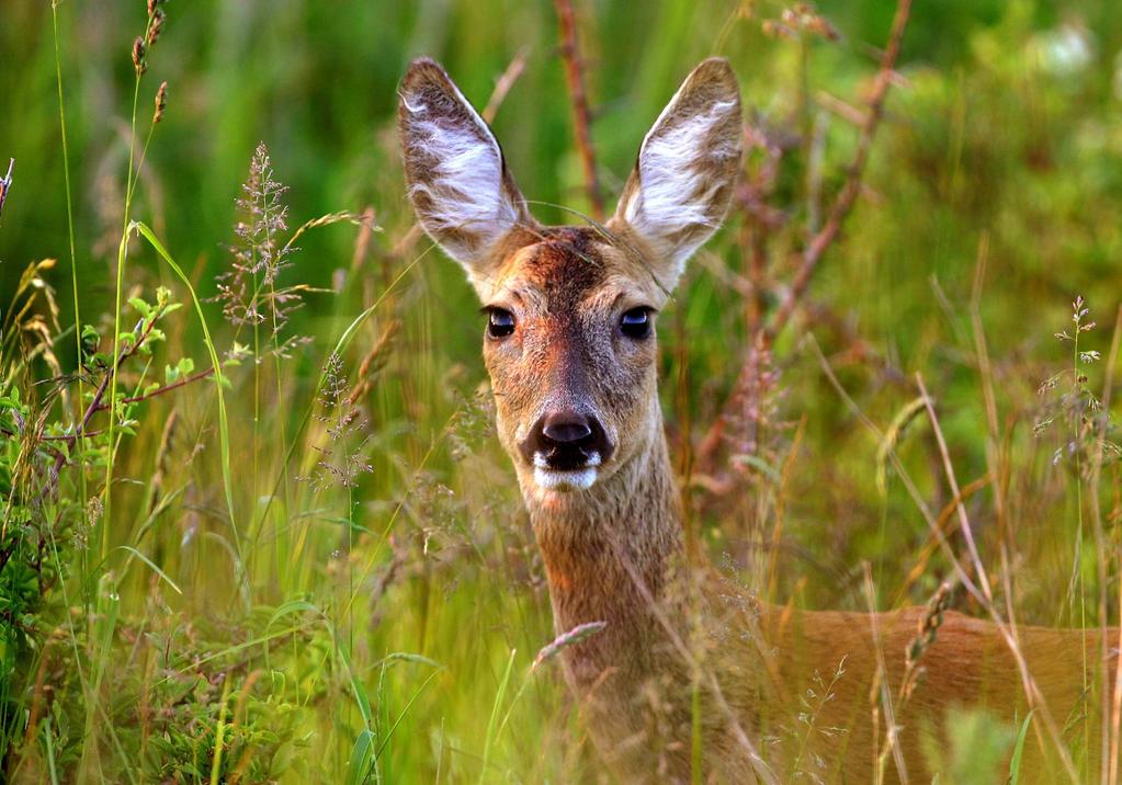 Tra i ruminanti selvatici del continente Europeo il Capriolo (Capreolus capreolus) rappresenta il principale ospite di mantenimento in grado di ospitare popolazioni numerose di I. ricinus.