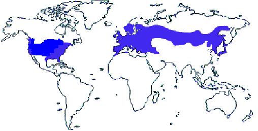 La Malattia di Lyme nel mondo La Malattia di Lyme è ampiamente documentata in Nord America, Europa, Asia