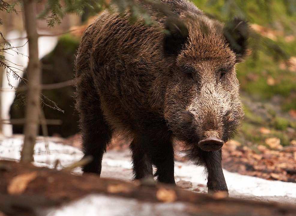 Gli ungulati sono i Ticks distribution in Italy principali ospiti egli adulti di D.marginatus.