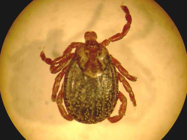 Tularemia D.marginatus in Italia è il principale vettore di Tularemia malattia batterica sostenuta da diverse biovarietà di Francisella tularensis. Non è esclusivamente trasmessa da zecche.