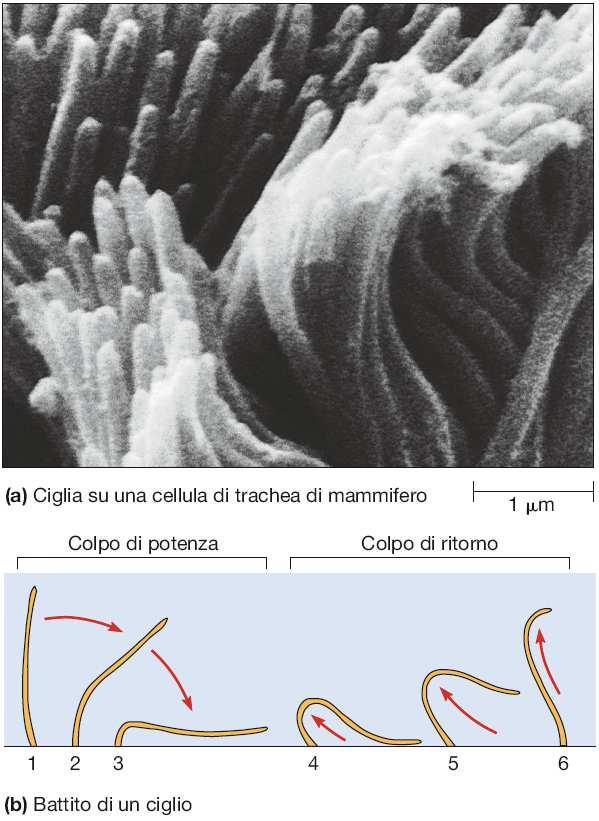 Ciglia e flagelli sono