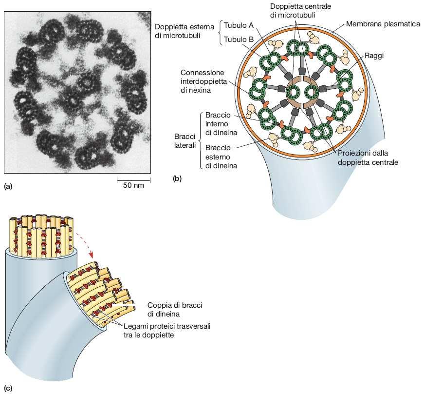 Lo scorrimento dei microtubuli all interno dell