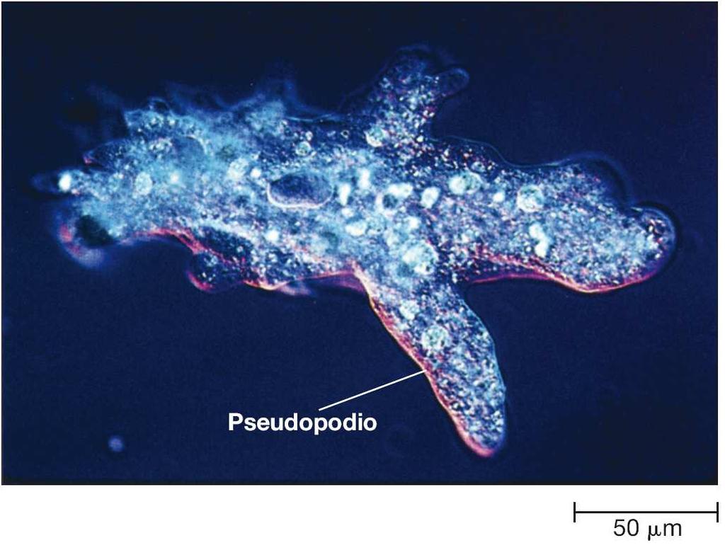 Movimento ameboide tipico di amebe,