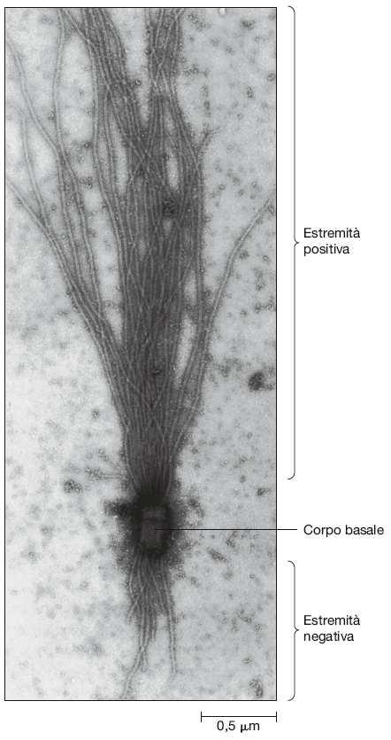 Le due estremità dei microtubuli differiscono
