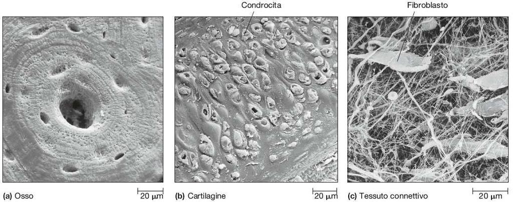 I tessuti non sono costituiti da sole cellule. Matrice extracellulare che contribuisce a determinare la forma e le proprietà meccaniche dei tessuti.