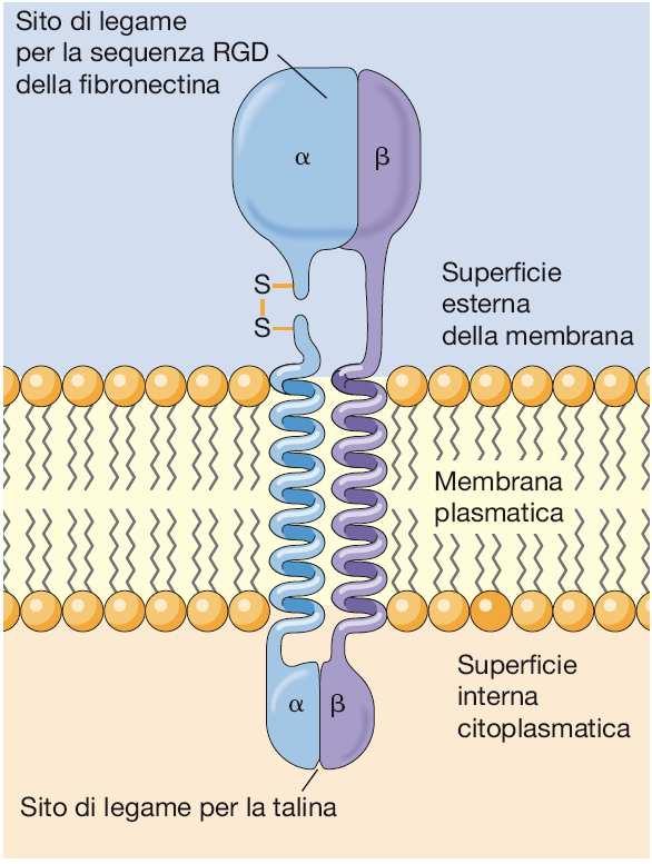 Integrine α 5 β 1 Integrina che lega la fibronectina α 6 β 1 Integrina che