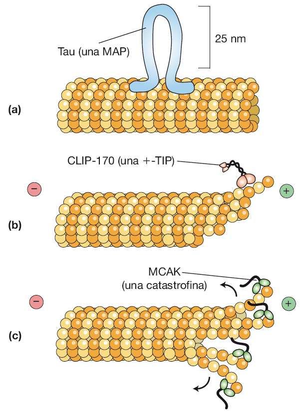 Esiste un gran numero di proteine associate ai microtubuli (MAP) che li stabilizzano e li organizzano in fasci