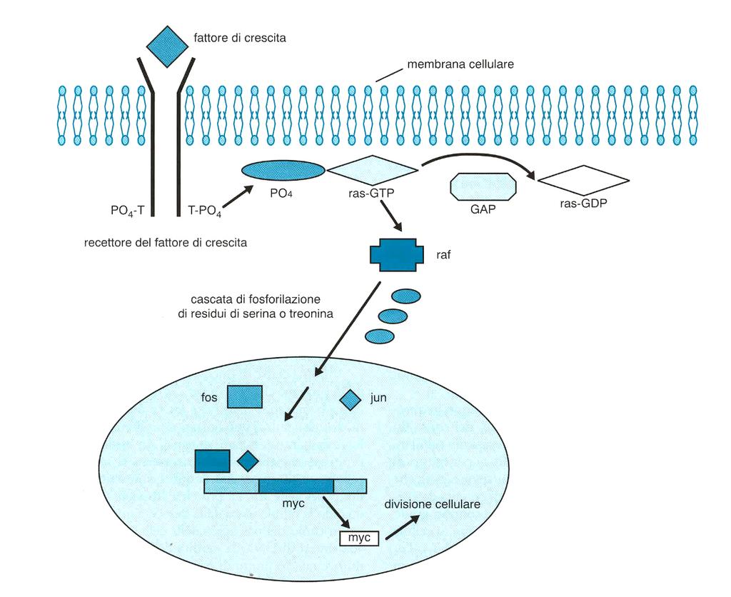 Es.: c-sys Schema delle classi di proto-oncogeni Es.