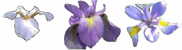 Esempio: IRIS data Classificazione di tre tipi di fiori iris: