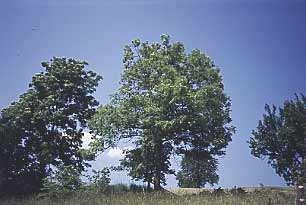 Oleaceae Frassino (Fraxinus sp.l.) periodo di fioritura: marzo giugno da moderato a elevato Il