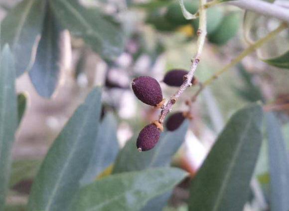 Situazione vegetativa: un po ovunque è buona, iniziano però a comparire i primi sintomi da stress di carenza d acqua, che si notano di più su Leccino e Casaliva, per queste due varietà,