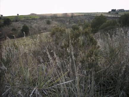 Spartio juncei-cytisetum sessilifolii Biondi in Biondi, Allegrezza et Guitian 1988 4 3.