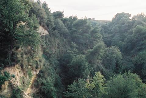 Serie edafo-mesofila su conglomerato del carpino nero Asparago acutifolii-ostryeto carpinifoliae