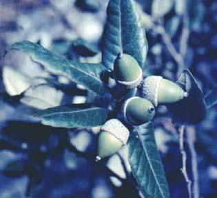 Serie climacica su sabbia del leccio Cyclamino hederifolii- Querceto ilicis sigmetum A B A.