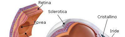 Il Bulbo Oculare Al centro
