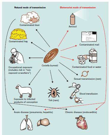 Epidemiologia Malattia diffusa in tutto il mondo. I ruminanti sono considerati il serbatoio dell infezione, ma ci sono stati casi di trasmissione anche tramite gli animali da compagnia.