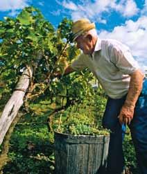 U Sjeverozapadnoj su se Istri među prvima počele primjenjivati suvremene tehnologije u proizvodnji vina pa ne čudi stoga da se upravo na tom