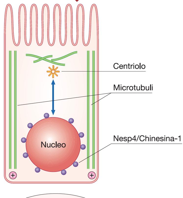 Posizionamento del nucleo