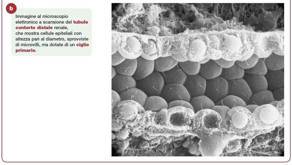 Epitelio Semplice Cubico : tubulo contorto