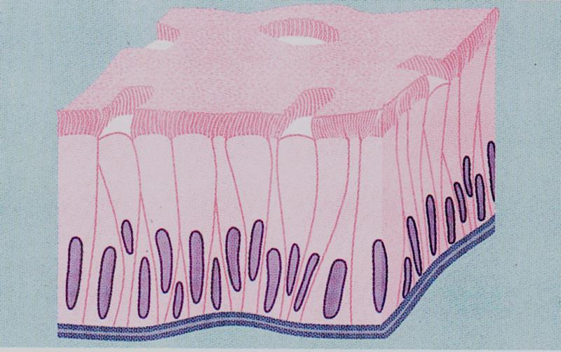 Epitelio Pseudostratificato Cigliato Cellule colonnari,