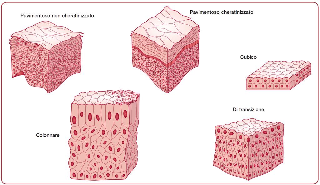 Epitelio Composti Solo le cellule dello