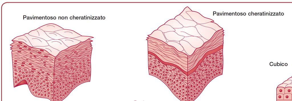 Epiteli Composti Pavimentosi Ruolo primario di protezione Diversi strati di