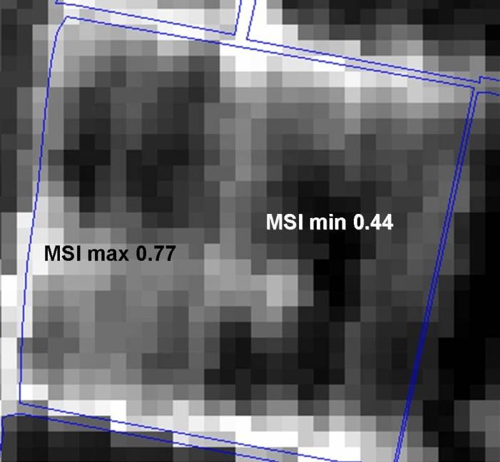La mappa-indice MSI dell appezzamento, riportata in Figura 1, è stata ricavata dall acquisizione, ancora su mais, del sensore SPOT HRG2 del 16 luglio 2005 (bande spettrali NIR tra 0.79 e 0.